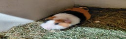 Guinea Pig rodents for sale: Baby Longhaired/ Longhaired Retired Young Adults. - Advert 31
