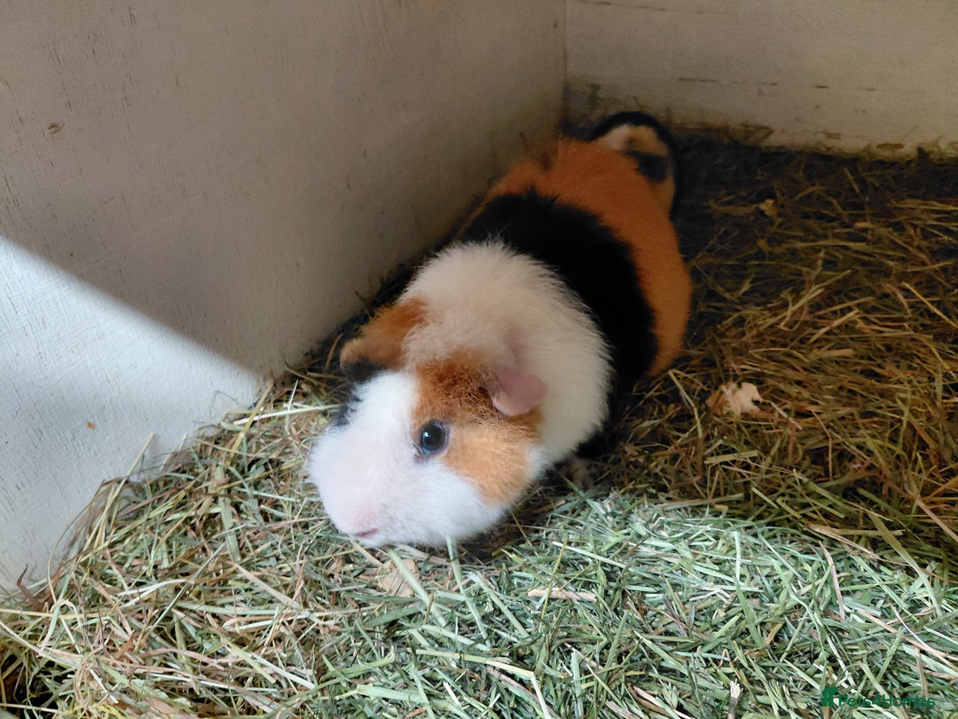 Guinea Pig rodents for sale: Baby Longhaired/ Longhaired Retired Young Adults. - Advert 31