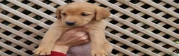 Labrador Retriever dogs for sale: Beautiful KC Registered Labrador Puppies - Advert 17