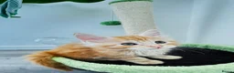Maine Coon cats for sale: Pure breed XXL Maine Coon kittens  - Advert 5