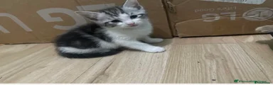 Mixed Breed Kitten 3