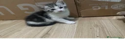 Mixed Breed cats for sale: Persian tabby - Advert 3