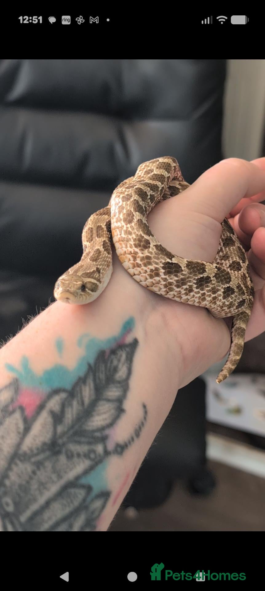 Snake reptiles for sale: Hognose and vivarium  - Advert 2