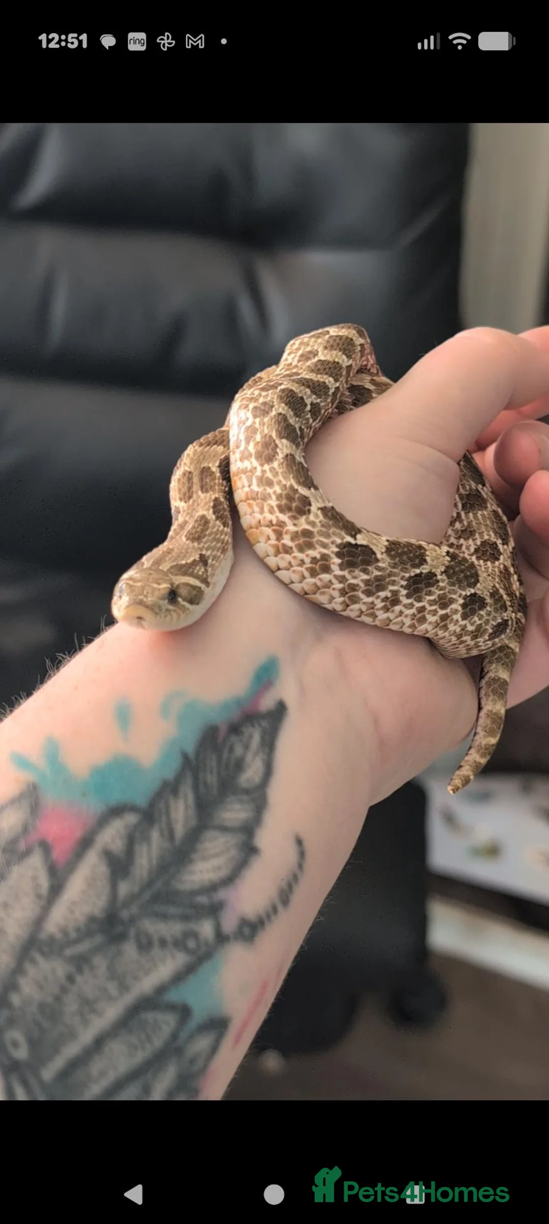 Snake reptiles for sale: Hognose and vivarium  - Advert 1