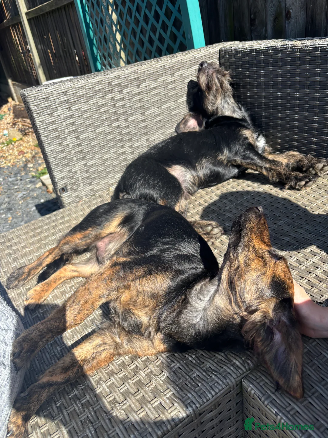 Mixed Breed dogs for sale: Two male brothers, 18 months old.  in Faversham - Advert 7