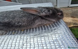 Lionhead rabbits for sale: lionhead bunnies  - Image 4