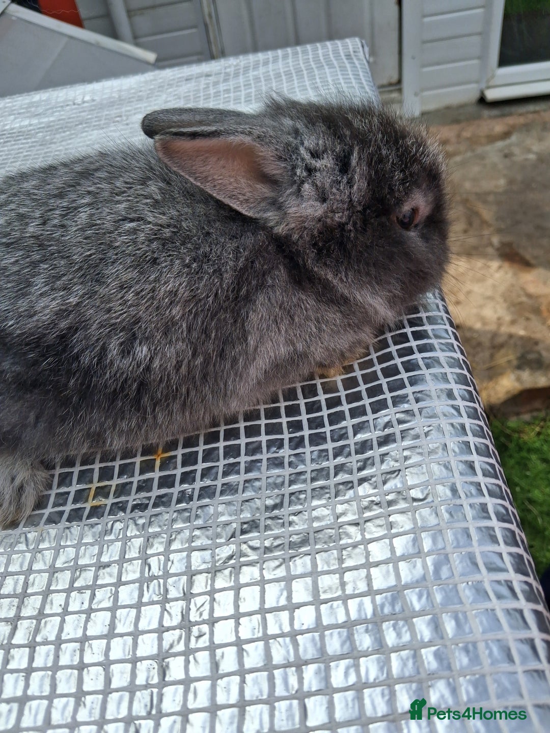 Lionhead rabbits for sale: lionhead bunnies  - Image 4