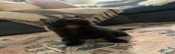 Domestic Shorthair cats for sale: Stunning litter off kittens - Advert 15