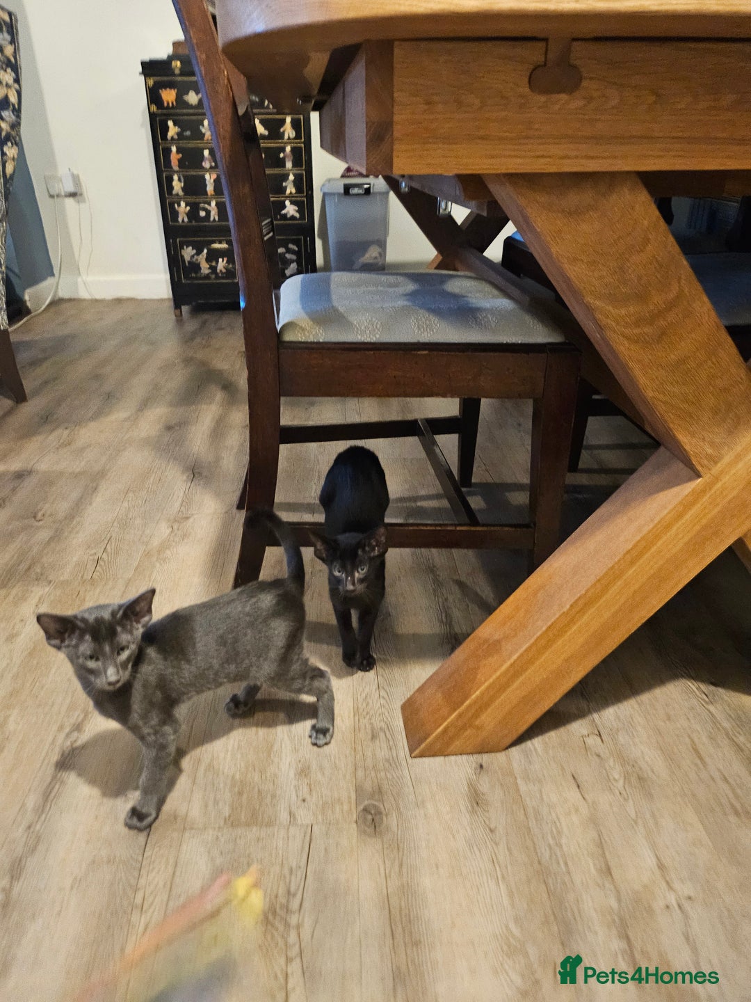 Oriental cats for sale: Black GCCF Oriental Female with Green Eyes - Advert 5