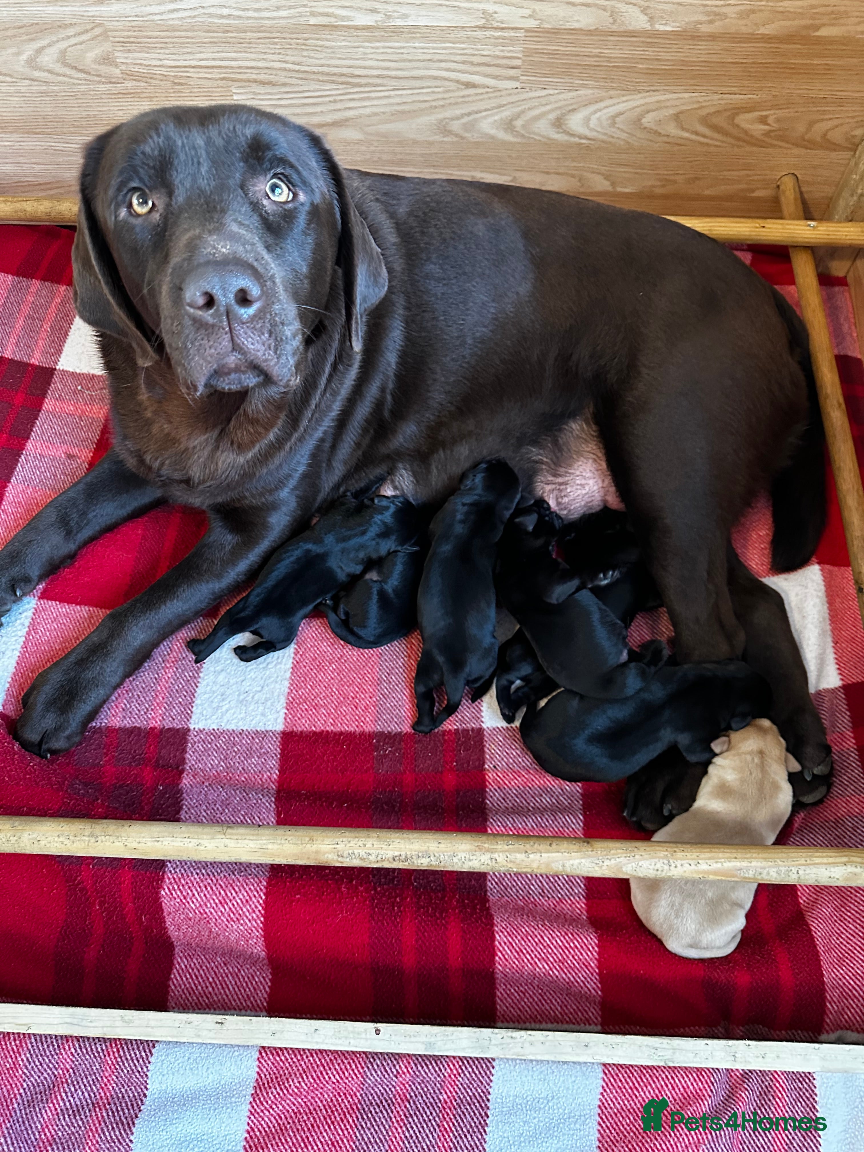 Labrador Retriever dogs Stunning KC Labrador puppies x 7 - Advert 1