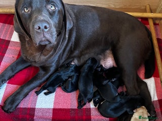 Labrador Retriever dogs Stunning KC Labrador puppies x 7 - Advert 11