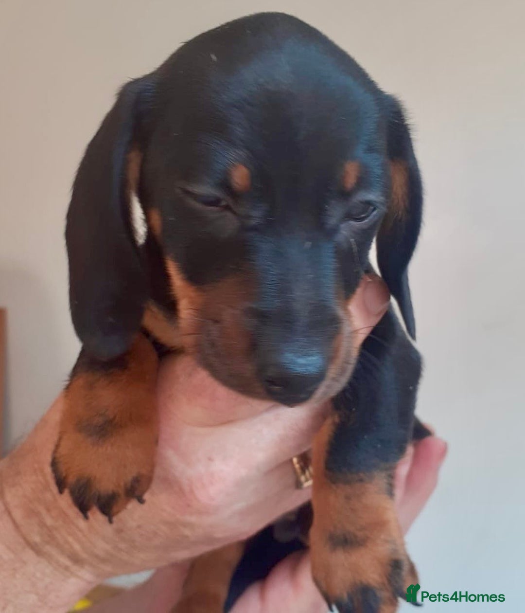 Miniature Dachshund dogs for sale: Stunning  Black and Tan miniature Dachshunds - Image 2