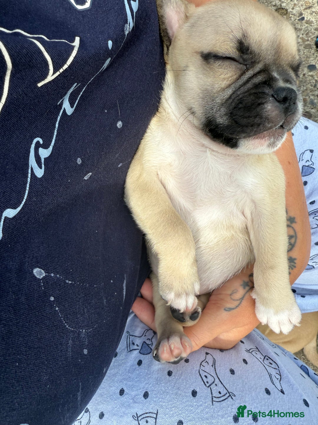Mixed Breed dogs for sale: Pug x staffy pups REDUCED - Image 5