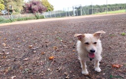 Mixed Breed dogs for adoption: Miss Luna - Image 2