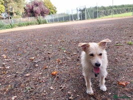 Mixed Breed dogs Miss Luna - Advert 11