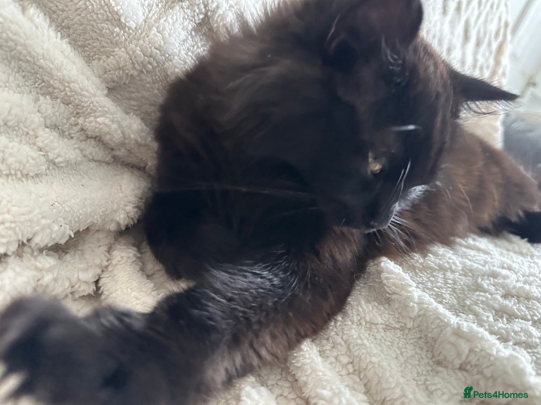Maine Coon cats for sale: Beautiful main coon  - Image 1