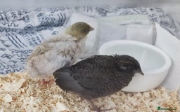 Quail poultry for sale: Chinese button quail pair - Image 1