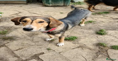 Mixed Breed dogs - Advert 4