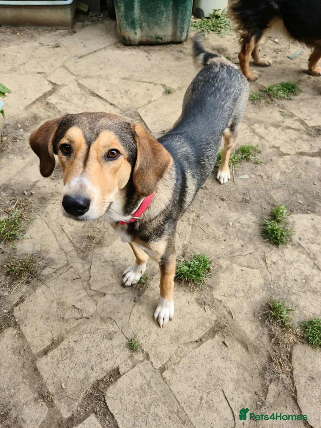 Mixed Breed dogs for adoption: Sylvester is looking for a home with another dog  - Advert 2