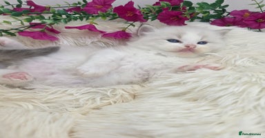 Ragdoll cats - Advert 5