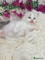 Ragdoll cats - Advert 2