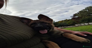 German Shepherd dogs - Advert 11