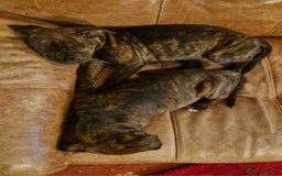 Staffordshire Bull Terrier dogs for sale: Staffordshire bull terrier pups - Image 17