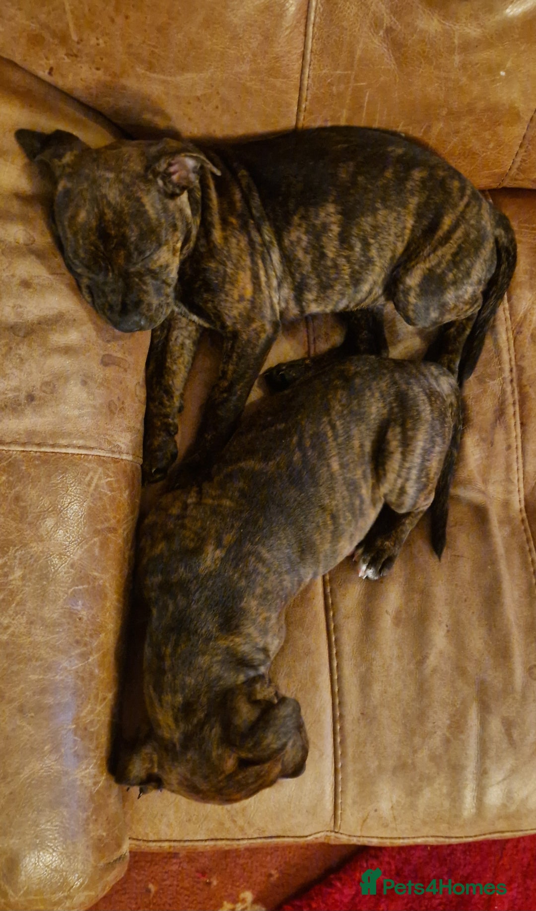 Staffordshire Bull Terrier dogs for sale: Staffordshire bull terrier pups - Image 17