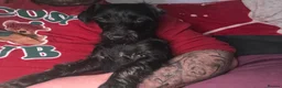 Doxiepoo dogs for sale: Doxiepoo male 18 months  - Advert 3