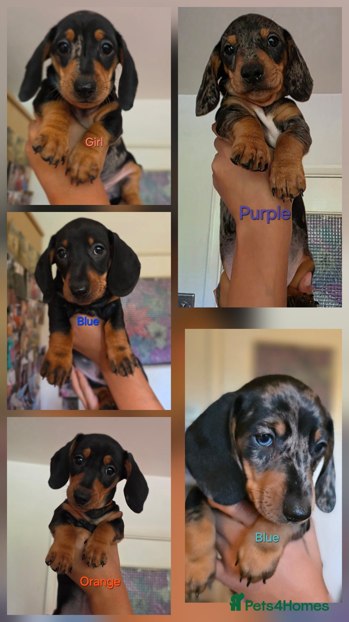 Miniature Dachshund dogs SILVER/BLACK Adorable dachshund puppies for sale😍 - Advert 1