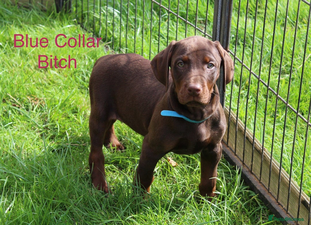 Mixed Breed dogs for sale: VISZLAMANS (viszla x Doberman) - Image 13