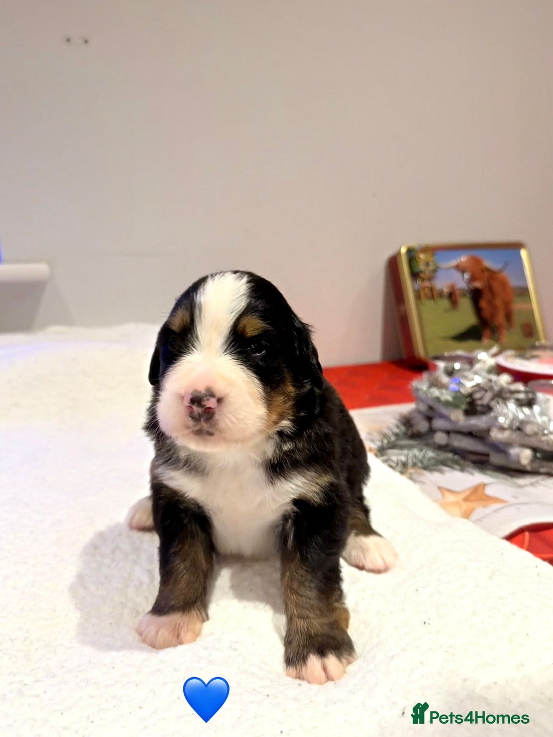 Bernese Mountain Dog dogs for sale: Stunning Pedigree Bernese Mountain Puppies - Advert 24