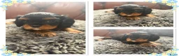 Cavalier King Charles Spaniel dogs for sale: King Charles cavalier puppies  - Advert 24
