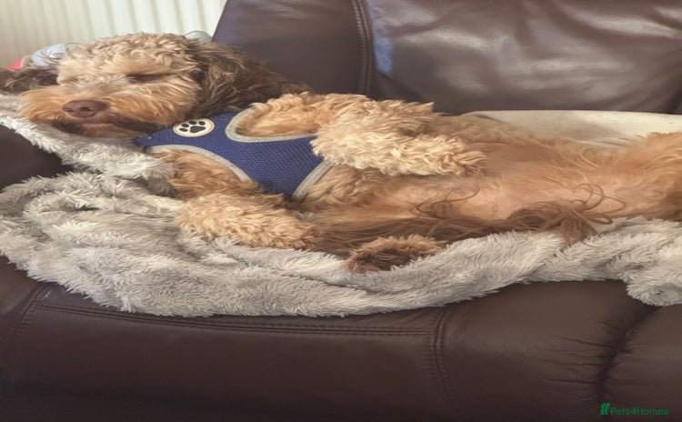 Cockapoo dogs - Advert 13