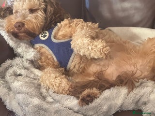 Cockapoo dogs - Advert 19