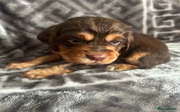 Cocker Spaniel dogs for sale: Cocker Spaniel Puppies *For Sale* - Image 3