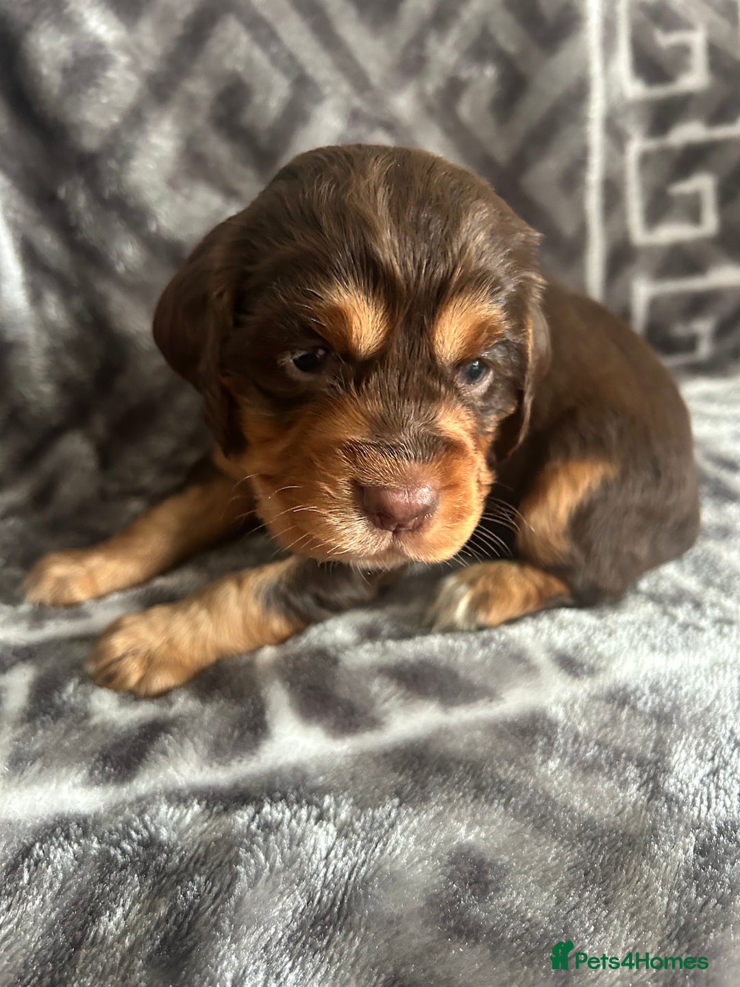 Cocker Spaniel dogs for sale: Cocker Spaniel Puppies *For Sale* - Image 3