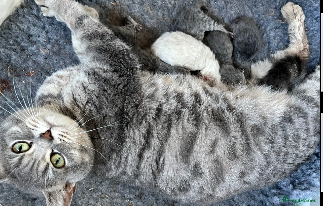 British Shorthair cats for sale: Stunning British Shorthaired Kittens - Advert 6