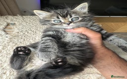 Persian cats for sale: 🐾 Pedigree Himalayan Persian Kittens 🐾 - Image 3