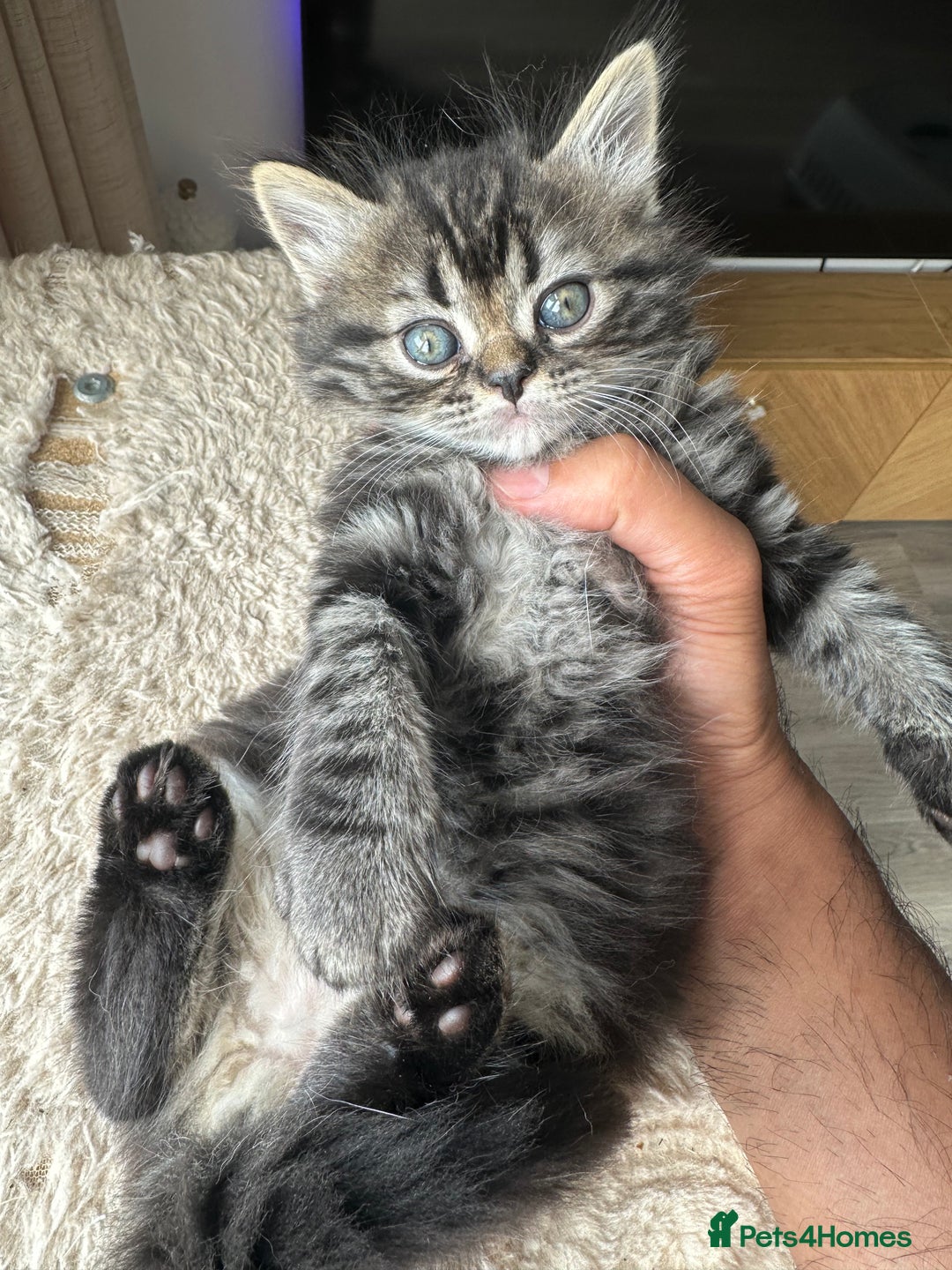 Persian cats for sale: 🐾 Pedigree Himalayan Persian Kittens 🐾 - Image 3
