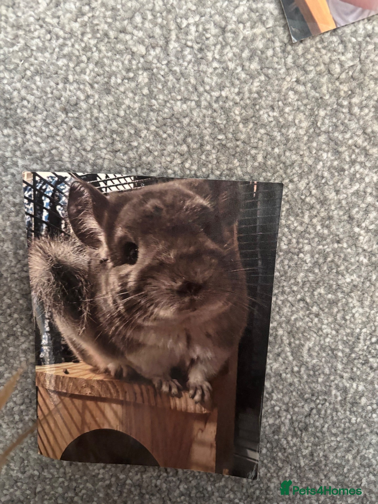 Chinchilla rodents Pair of male chinchillas Violet and Black Pearl - Advert 2