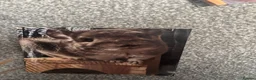 Chinchilla rodents for sale: Pair of male chinchillas Violet and Black Pearl - Advert 2