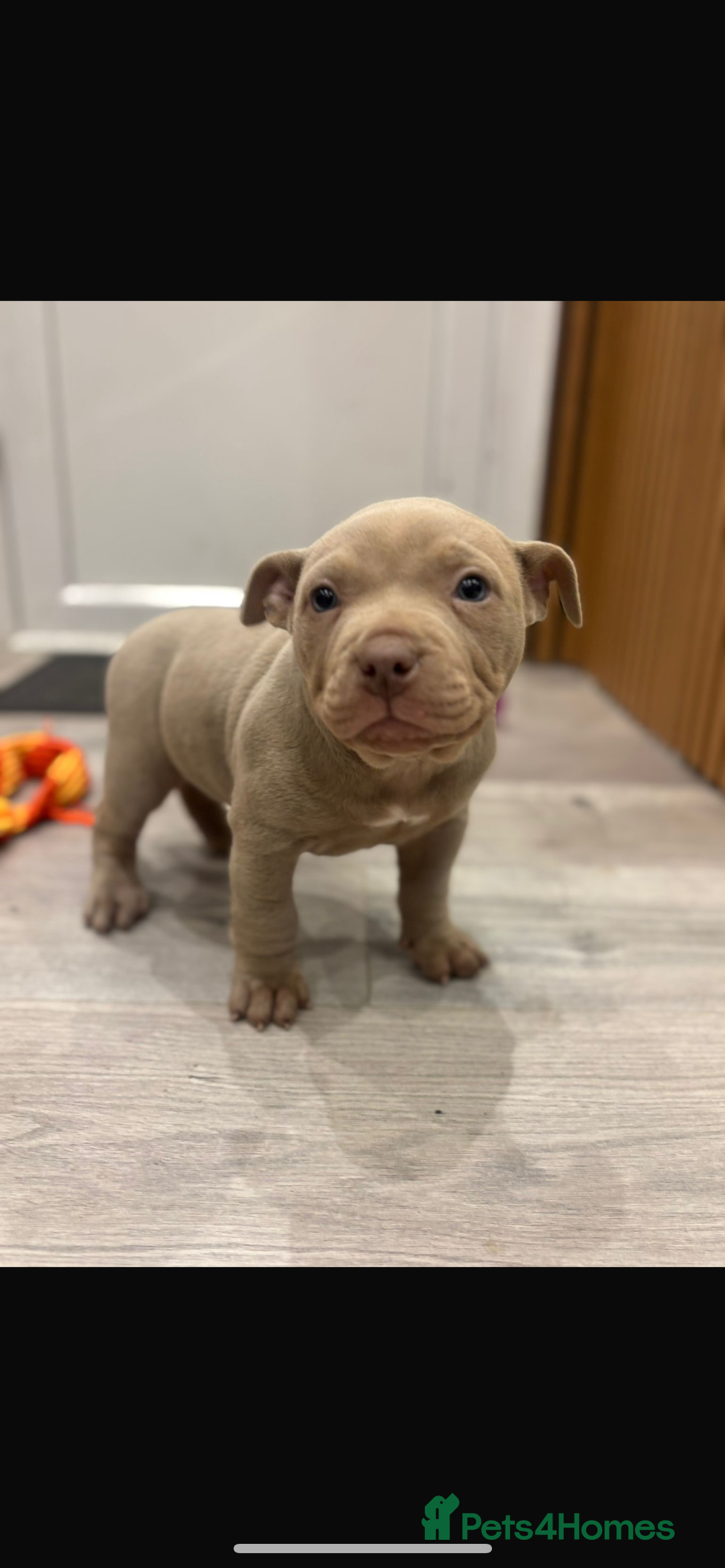 American Bully dogs for sale: Beautiful pocket bully’s final boy remaining  - Image 5