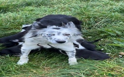 Border Collie dogs for sale: Border collie pups - Image 14
