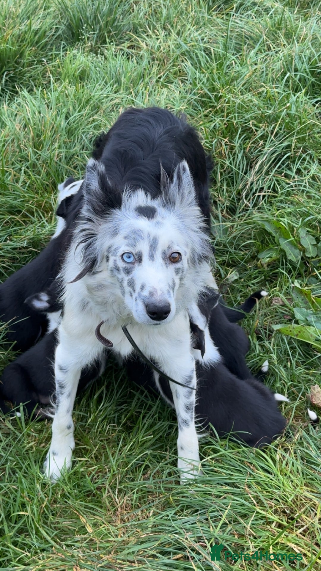 Border Collie dogs for sale: Border collie pups - Image 14
