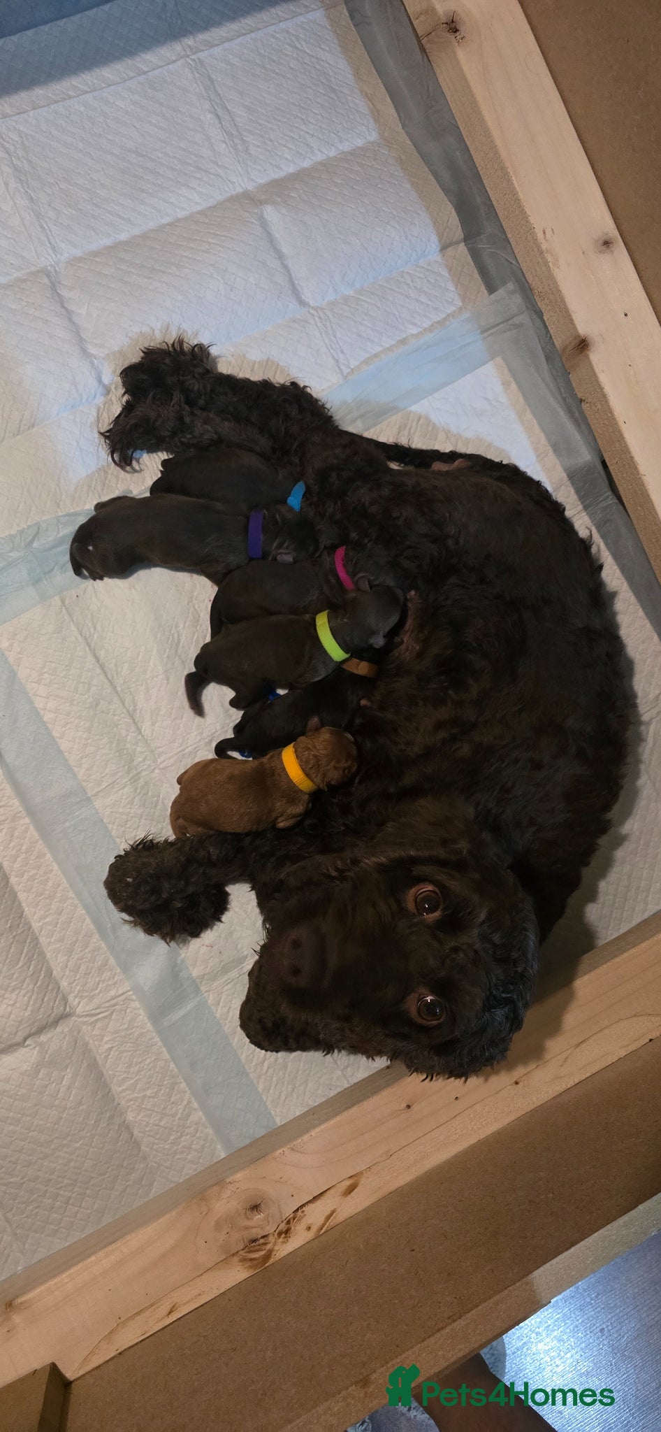 Cockapoo dogs for sale: Rare cockapoo pups with mix blue eyes colour  in Wolverhampton - Advert 13