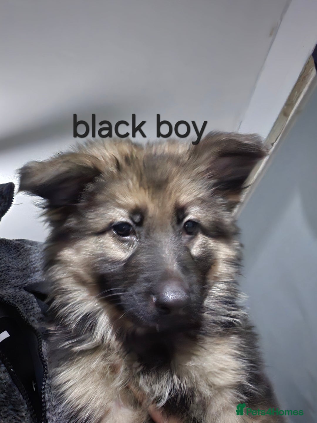 German Shepherd dogs for sale: German shepherd puppies  - Advert 4