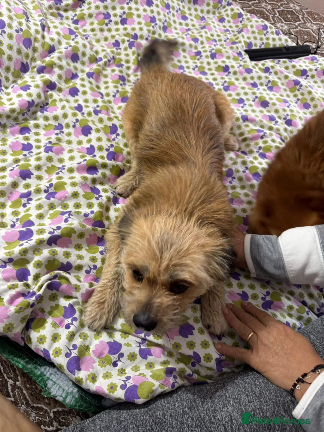 Mixed Breed dogs for adoption: 🐾 Meet COOKIE -  Your Little Ray of Sunshine ☀️💛 - Advert 3