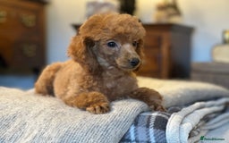 Toy Poodle dogs for sale: Two beautiful red toy poodle girls  - Image 4