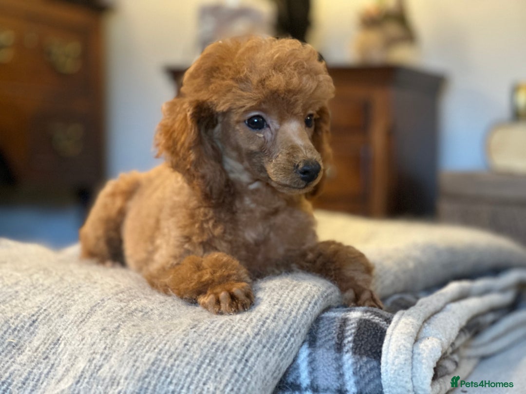 Toy Poodle dogs for sale: Two beautiful red toy poodle girls  - Image 4